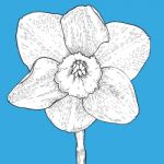 Drawing And Sketch Flower With Black Line-art On Blue Background Stock Photo