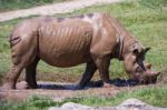 Rhinoceros (rhinocerotidae) Stock Photo