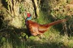 Pheasant In Glade Stock Photo