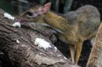 Lesser Mouse-deer (tragulus Kanchil) In The Bioparc Fuengirola Stock Photo