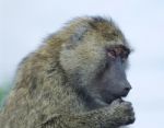 Thoughtful Funny Baboon's Portrait Stock Photo