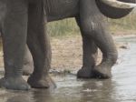African Elephant  Stock Photo