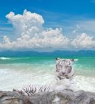 White Tiger Stock Photo