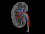 Human Kidney Medical Diagram With A Cross Section Of The Inner O Stock Photo