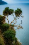 Tree On Devon Coastline Stock Photo