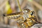Giant Robber Fly (proctacanthus Rodecki) Stock Photo