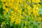 Purging Cassia Or Ratchaphruek Flowers ( Cassis Fistula ) Stock Photo