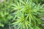 Marijuana Is Grown For Medical Purposes Stock Photo