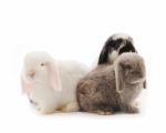 Lop Rabbits Stock Photo