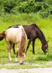 Horse In Field Stock Photo