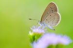 Close Up Small Brown Butterfly ( Tiny Grass Blue ) Stock Photo