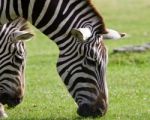 Close-up Of The Zebras Eating The Grass Stock Photo