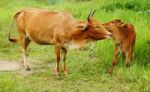 Young Calf With Mother Stock Photo