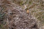 Common Stonechat (saxicola Rubicola) At Portland Bill Dorset Stock Photo