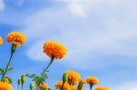 Marigold With Beautiful Of The Blue Sky Stock Photo