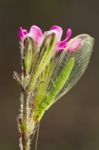 Green Lacewing (chrysoperla Carnea) Stock Photo