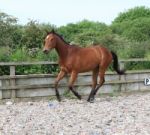 Yearling Racehorse Cantering Stock Photo