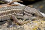 Large Psammodromus (psammodromus Algirus) Lizard Stock Photo