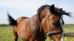 Horse In The Country Side Of Russia Stock Photo