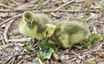 Beautiful Isolated Photo Of Two Cute Funny Chicks Of Canada Geese Stock Photo