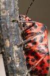 Graphosoma Lineatum Bug Stock Photo