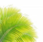 Coconut Leaf Isolated On White Background Stock Photo