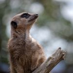 Meerkat Or Suricate (suricata Suricatta) Stock Photo