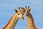 Giraffe - African Wildlife Background - Posing Patterns From Africa Stock Photo