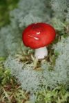 Red Toadstool Stock Photo