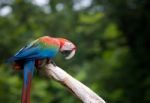 Close Up Beautiful Of Scarlet Macaw Birds Perching On Dry Tree B Stock Photo