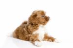 Brown Havanese Puppy Stock Photo