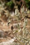 Swallowtail Butterfly At Mount Calamorro Near Benalmadena Spain Stock Photo