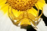 Yellow Crab Spider (thomisus Onustus) Stock Photo