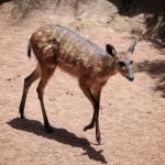 Sitatunga Antelope At The Bioparc In Fuengirola Stock Photo