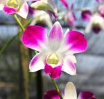 Beautiful Orchid In Garden Stock Photo