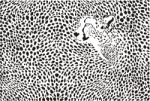 Pattern Cheetah Background Stock Photo