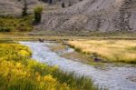 Common Bulrush (typha Latifolia) Along The Yellowstone River Stock Photo