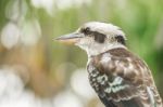 Kookaburra Gracefully Resting During The Day Stock Photo