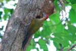 Male Laced Woodpecker Stock Photo