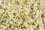 Green Bean Sprouts Stock Photo