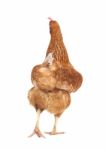 Rear View Full Body Of Brown Chicken ,hen Isolate White Background Stock Photo