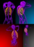 3d Rendering Medical Illustration Of The Ribcage Stock Photo