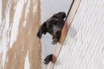 Curious Dog On Balcony Stock Photo