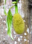 Jackfruit Stock Photo