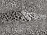 African Leopard Pattern Stock Photo