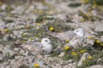 Young Seagulls Near The Cliffs Stock Photo