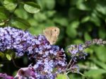 Meadow Brown Butterfly (maniola Jurtina) Feeding On Buddleia Stock Photo