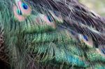 Peacock (pavo Cristatus) Stock Photo