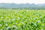 Tea On Field With The Freshness Stock Photo