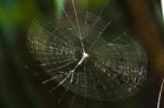 Beautiful And Colorful Spider Web Stock Photo